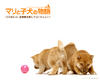 爱犬的奇迹 桌面 #13