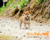 爱犬的奇迹 桌面 #17