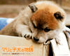 爱犬的奇迹 桌面 #16