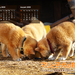 玛丽和幼犬的故事/A Tale of Mari and Three Puppies(2007)