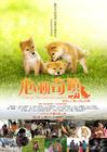 爱犬的奇迹 海报(台湾) #01