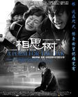 所有图片#xx:相思树