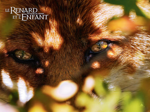 狐狸与孩子 桌面 #06B