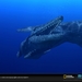 与海怪同行：史前探险Sea Monsters: A Prehistoric Adventure(2007)