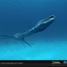 与海怪同行：史前探险Sea Monsters: A Prehistoric Adventure(2007)