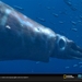 与海怪同行：史前探险Sea Monsters: A Prehistoric Adventure(2007)