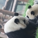 熊猫的生活 剧照 #02