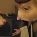 浪漫的老鼠The Tale of Despereaux(2008)