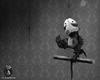 玛丽和马克思/Mary and Max(2009)