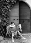 写真 #53：奥黛丽·赫本 Audrey Hepburn