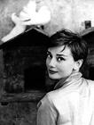 奥黛丽·赫本/Audrey Hepburn