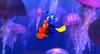 海底总动员/Finding Nemo(2003)