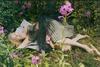 写真 #106：蒂尔达·斯文顿 Tilda Swinton