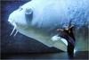 写真 #07：皮娜·鲍什 Pina Bausch