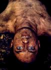 写真 #103：伊利亚·伍德 Elijah Wood