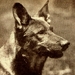 生活照 #0001：任丁丁 Rin Tin Tin