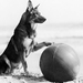 生活照 #0003：任丁丁 Rin Tin Tin