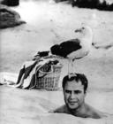 写真 #110：马龙·白兰度 Marlon Brando