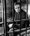 写真 #120：马龙·白兰度 Marlon Brando