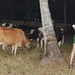写真 #80 省略图