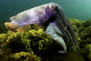 海底世界3D/Under the Sea 3D(2009)