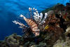 海底世界3D/Under the Sea 3D(2009)