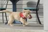 雪狗兄弟 剧照 #06