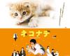 小猫奇缘 桌面 #01