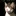 卷毛猫 1541028