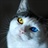 波斯猫 1323111