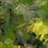 橡树旁的木棉 2064118
