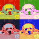 Jessie 1525280
