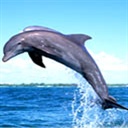 海豚 1031294