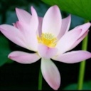 小紫鱼 1034135