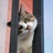 喵·猫