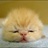 fatcatts 1045550