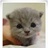 harrietdy 1696173