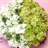 Daisy 1467747