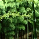 叹小竹 1741783