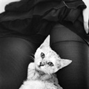 长猪鼻的猫 901797