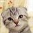 折耳猫 897802