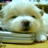 scotch 937854