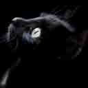 king_1982 722194