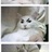 猫飞 1603961