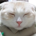 360度空翻的猫 155965