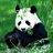 panda 1044233