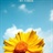 Sunshine 1852242