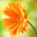 yvonne 1230283