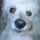 Daisy 1074290