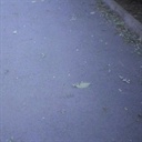 冻虾 2034369